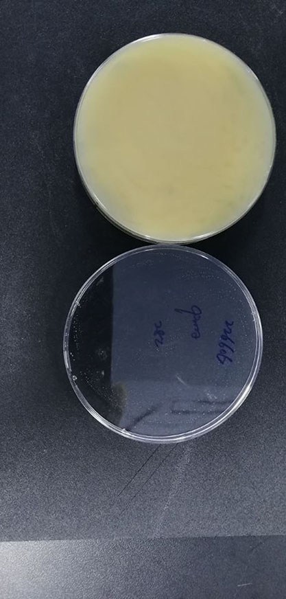 Fusarium oxysporum f. sp. vasinfectum-BNCC