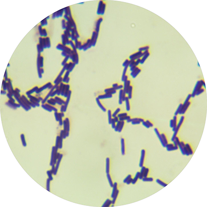 Bacillus subtilis subspecies-BNCC