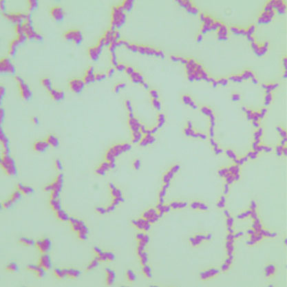 Microbacterium sp-BNCC