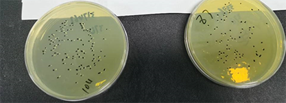 Streptococcus mutans Clarke-BNCC