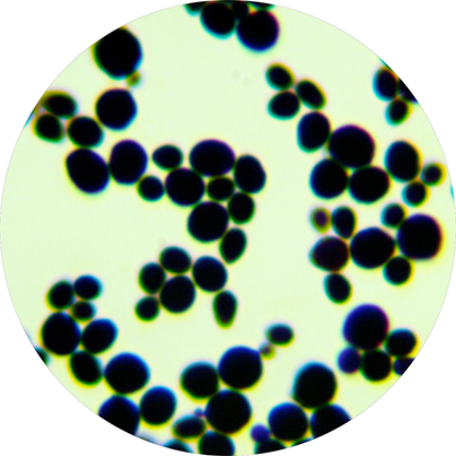 Saccharomyces cerevisiae Meyen ex E.C. Hansen-BNCC