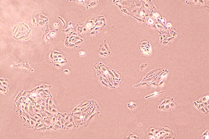 porcine kidney cells-BNCC