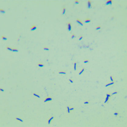 Mycobacterium phlei Lehmann and Neumann-BNCC