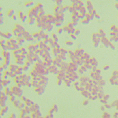 Bacteroides uniformis Eggerth and Gagnon-BNCC