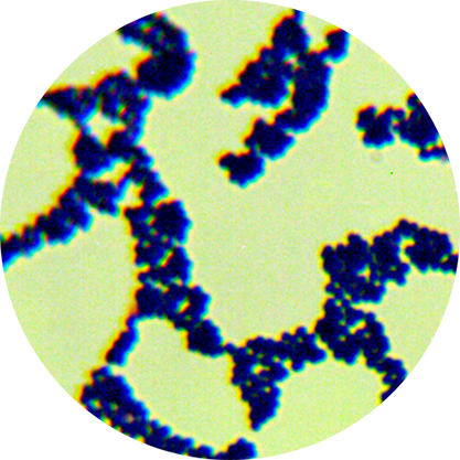 Streptococcus agalactiae Lehmann and Neumann-BNCC