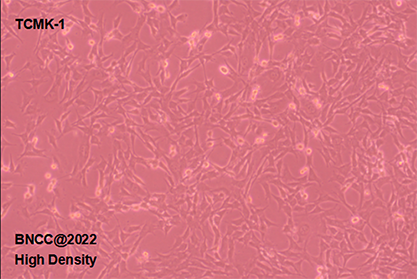 Mouse renal tubular epithelial cells-BNCC