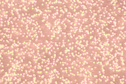 Mouse B lymphocyte-BNCC