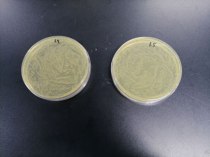 Enterococcus faecalis (Andrewes and Horder) Schleifer and Kilpper-Balz-BNCC