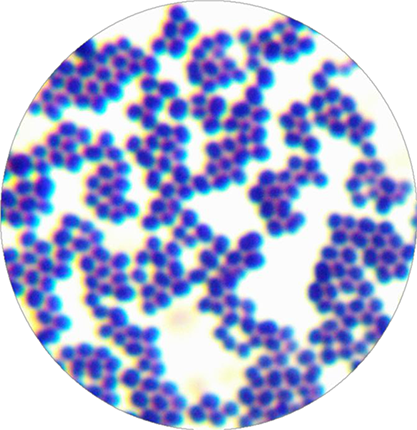 Micrococcus luteus (Schroeter) Cohn-BNCC