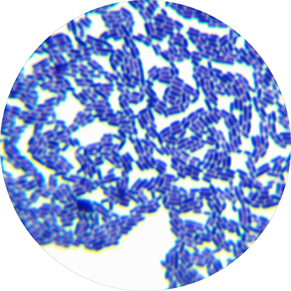 Lactobacillus casei 03-BNCC
