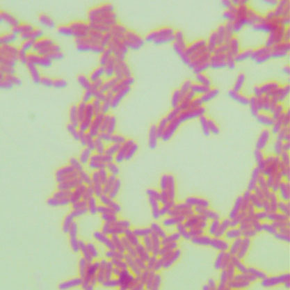 Pseudomonas putida (Trevisan) Migula-BNCC