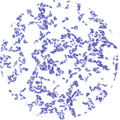 Clostridium bolteae-BNCC