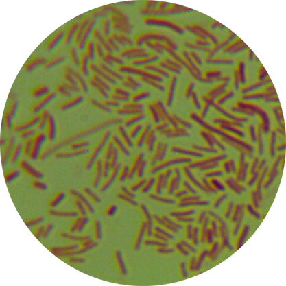 Escherichia coli(pARO181)-BNCC
