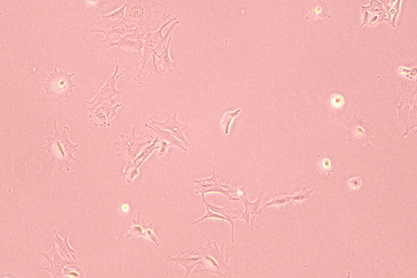 Mouse brain astroglial neuron type Ⅲ clonal cells-BNCC