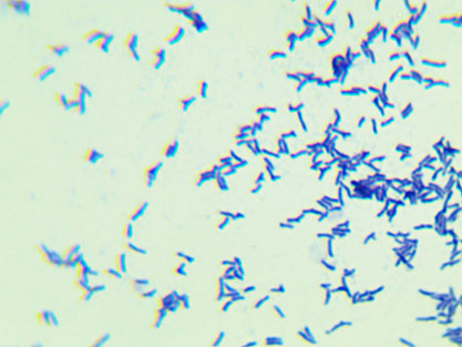 Corynebacterium durum Riegel et al.-BNCC