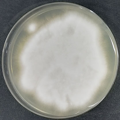 Microsporum canis-BNCC