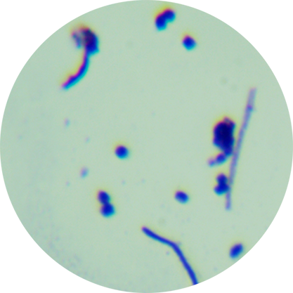 Streptomyces threomyceticus-BNCC