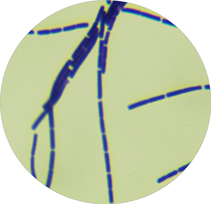 Bacillus cereus Frankland and Frankland-BNCC