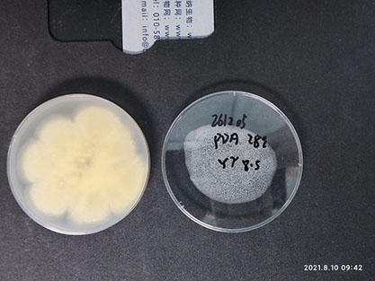 Aspergillus flavus-BNCC