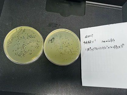 Staphylococcus lugdunensis Freney et al.-BNCC