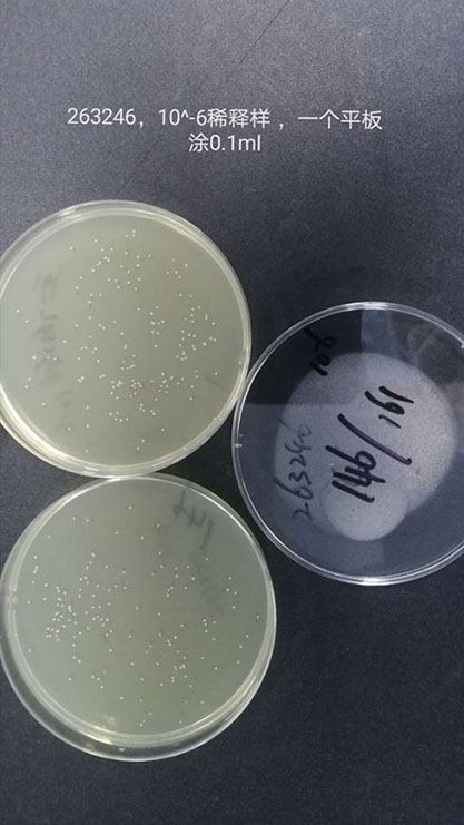 Candida parapsilosis (Ashford) Langeron et Talice-BNCC