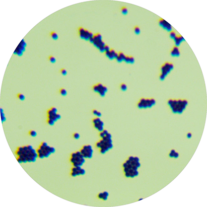 saprophytic staphylococcus-BNCC