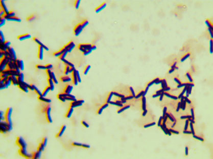 Bacillus licheniformis-BNCC