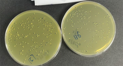 Streptococcus equi subsp.‖zooepidemicus Farrow and Collins-BNCC