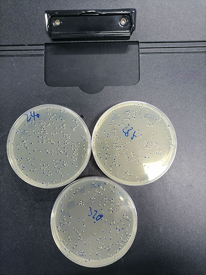 Mycobacterium abscessus (Moore and Frerichs) Kusunoki and Ezaki-BNCC