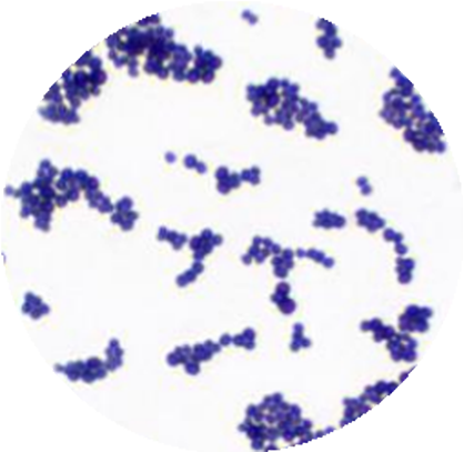 Staphylococcus pasteuri Chesneau et al.-BNCC