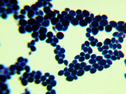 Saccharomyces cerevisiae Meyen ex E.C. Hansen-BNCC