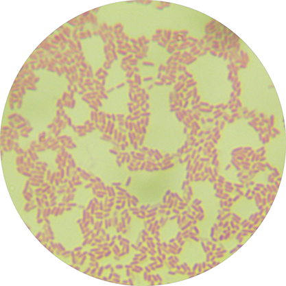Salmonella enteritis subsp.-BNCC