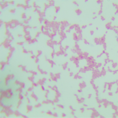 Escherichia coli (Migula) Castellani and Chalmers-BNCC