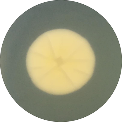 Penicillium simplicissimum (Oudemans) Thom, anamorph-BNCC
