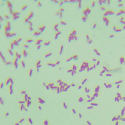 Gluconacetobacter xylinus (Brown) Yamada et al.-BNCC