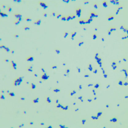 Streptococcus intermedius│Prevot emend. Whiley and Beighton-BNCC