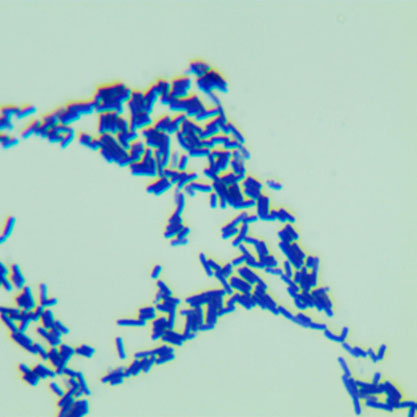 Bacillus subtilis (Ehrenberg) Cohn-BNCC