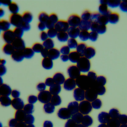 Cryptococcus neoformans (Sanfelice) Vuillemin-BNCC
