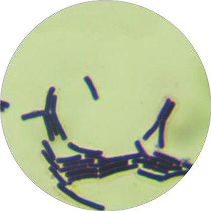 Bacillus megaterium de Bary-BNCC