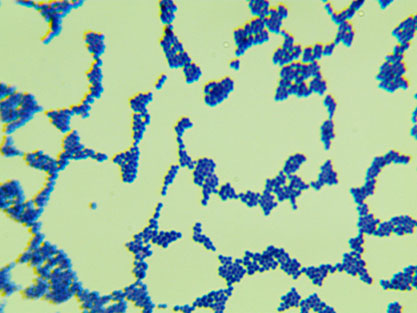 Streptococcus agalactiae Lehmann and Neumann-BNCC