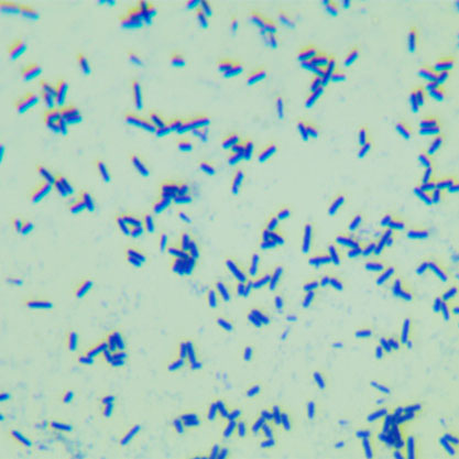Clostridium sporogenes (Metchnikoff) Bergey et al.-BNCC