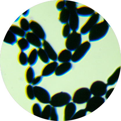 Saccharomyces kudriavzevii Naumov et al.-BNCC