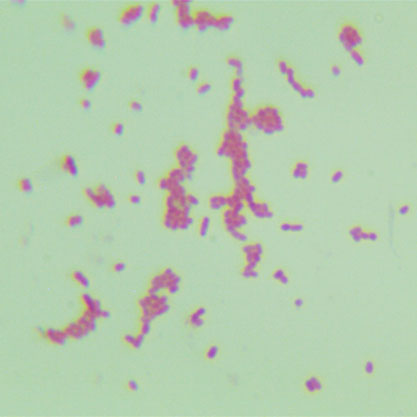 Klebsiella pneumoniae subsp .pneumoniae (Schroeter) Trevisan-BNCC