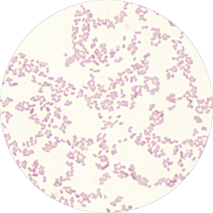 Salmonella enteritis subspecies-BNCC