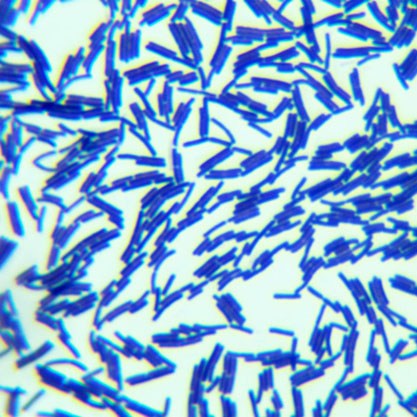 Bacillus subtilis subsp. spizizenii Nakamura et al.-BNCC