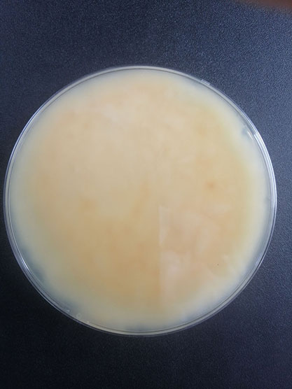 Fusarium oat-BNCC