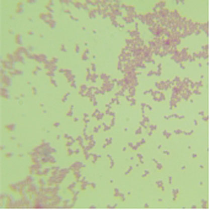 Veillonella parvula (Veillon and Zuber) Mays et al.-BNCC