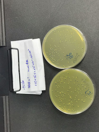 saprophytic staphylococcus-BNCC