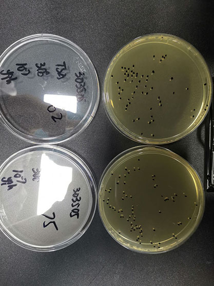 Serratia marcescens subsp.‖marcescens│Bizio-BNCC