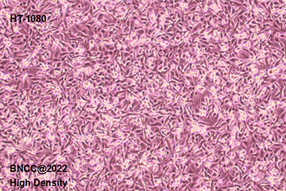 Human fibrosarcoma cells-BNCC